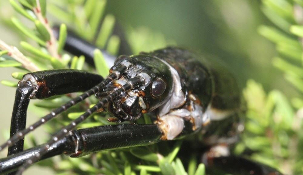 Остров насекомых. Lord of insects.