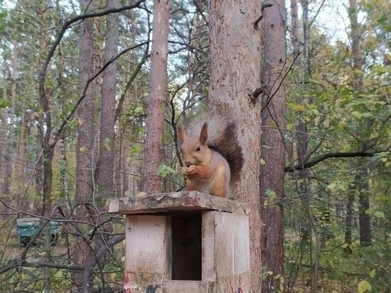     Фото: Елена Балуева / МК в Новосибирске