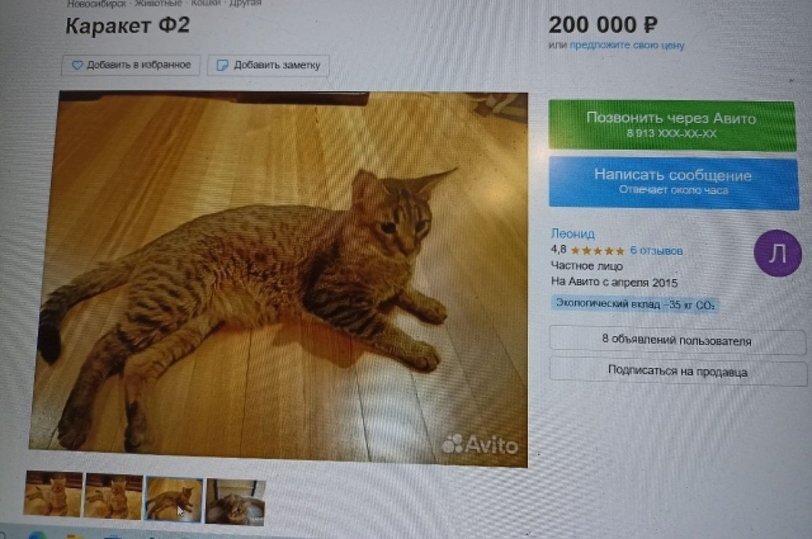     фото авито