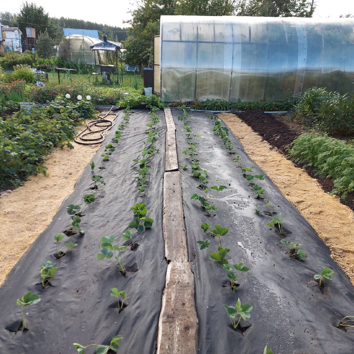 Осенняя посадка клубники. Фото автора.