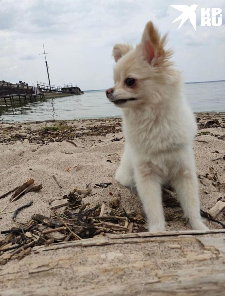     О том, что они не смогут забрать пса, новосибирцы узнали в аэропорту. Фото: предоставлено героиней публикации.