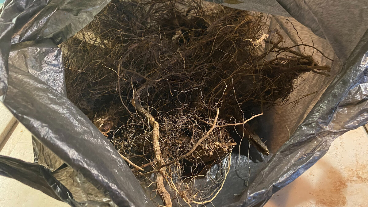 Маралий корень. Фото автора.