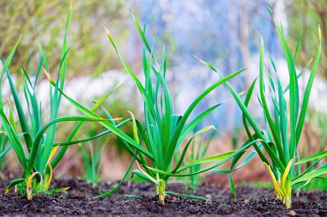    Чем подкормить озимый чеснок в мае?