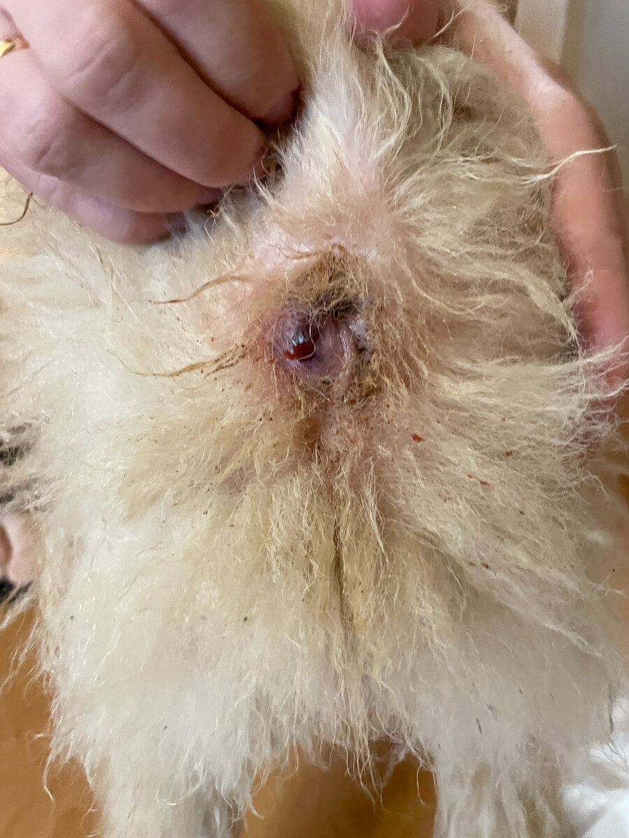 Прорвавшийся свищ