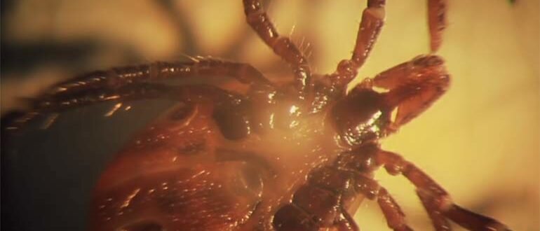 клещ фото https://yandex.ru/images/search?from=tabbar&img_url=https%3A%2F%2Fsun9-76.userapi.com%2Fimpf%2Fc638918%2Fv638918163%2F41c3e%2Foq4tXL1_7Jw.jpg%3Fsize%3D800x450%26quality%3D96%26keep_aspect_ratio%3D1%26background%3D000000%26sign%3D148342faaa560e7371703be53d27171f%26type%3Dvideo_thumb&lr=46&p=2&pos=13&rpt=simage&text=клещи%20атакуют