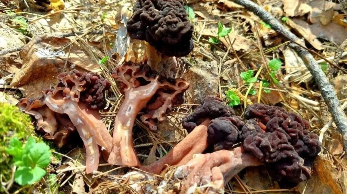 Фото: Наталья Мазняк/КП-Новосибирск