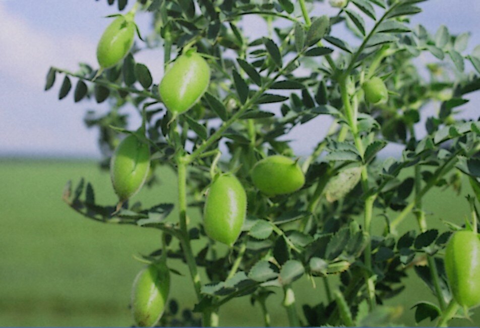 Растение нут