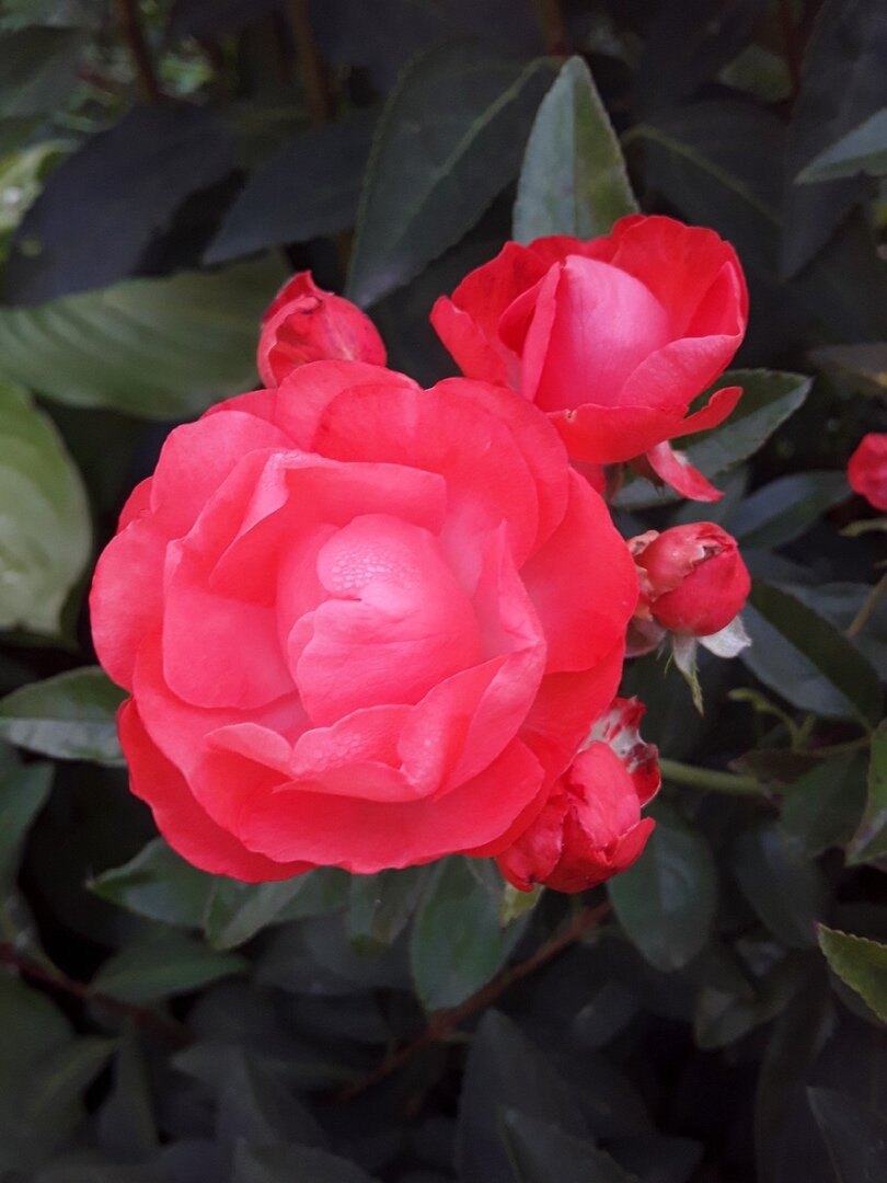 Роза флорибунда Orange Morsdag