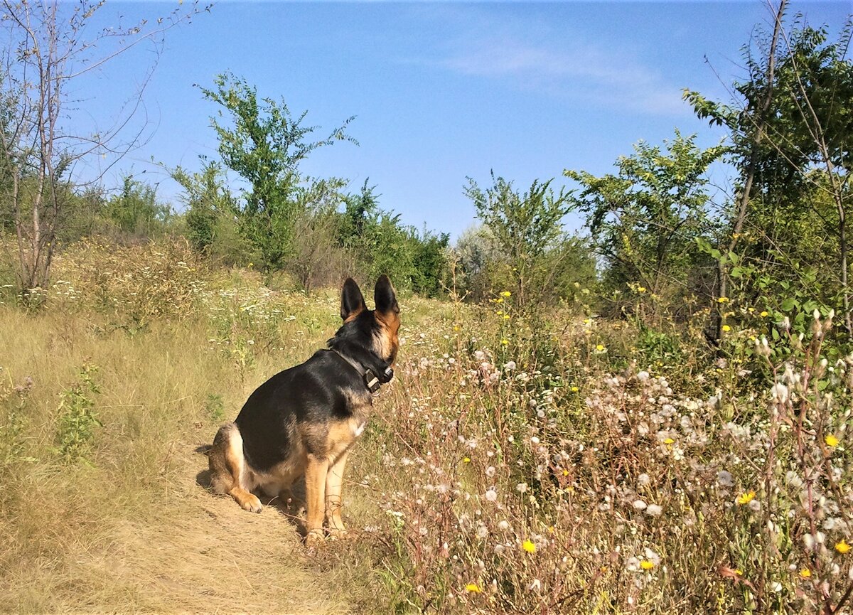 Вот такой бурьян