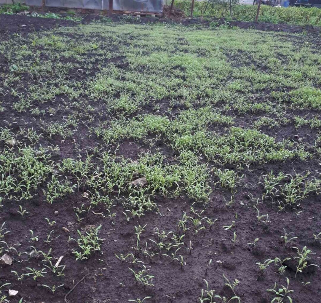 Всходы фацелии. 