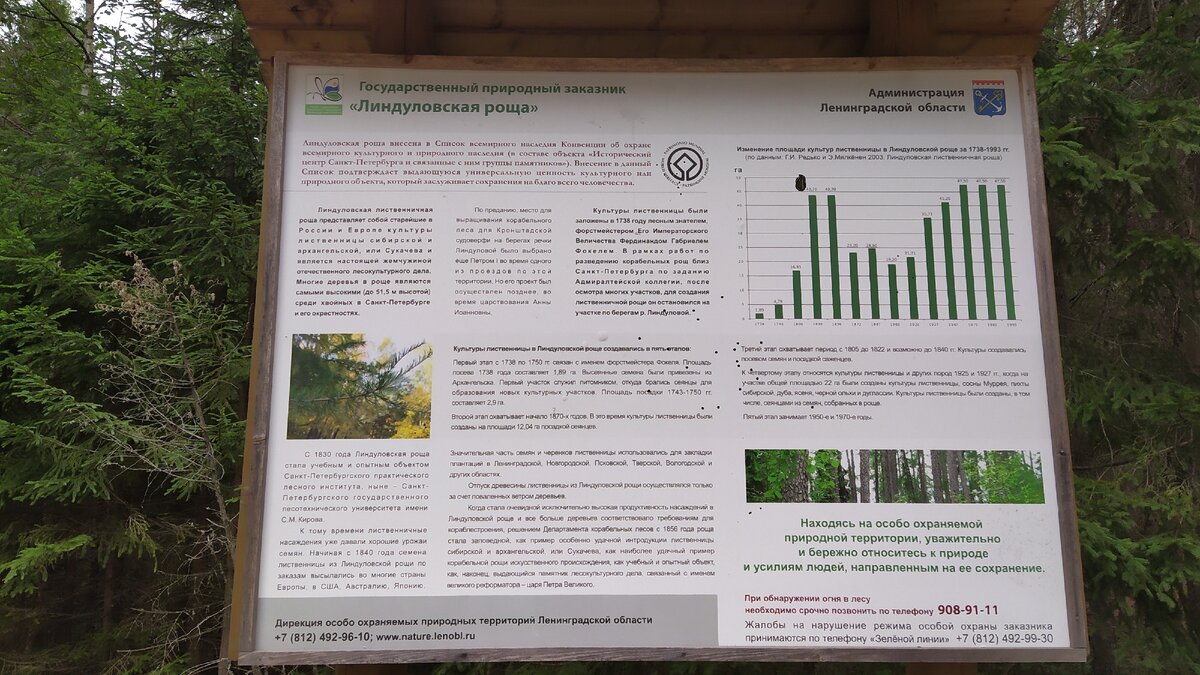 линдуловская роща как добраться из спб. линдуловская роща ленинградская область зимой. государственный природный заказник линдуловская роща. линдуловская роща экотропа. линдуловская роща экологическая тропа.