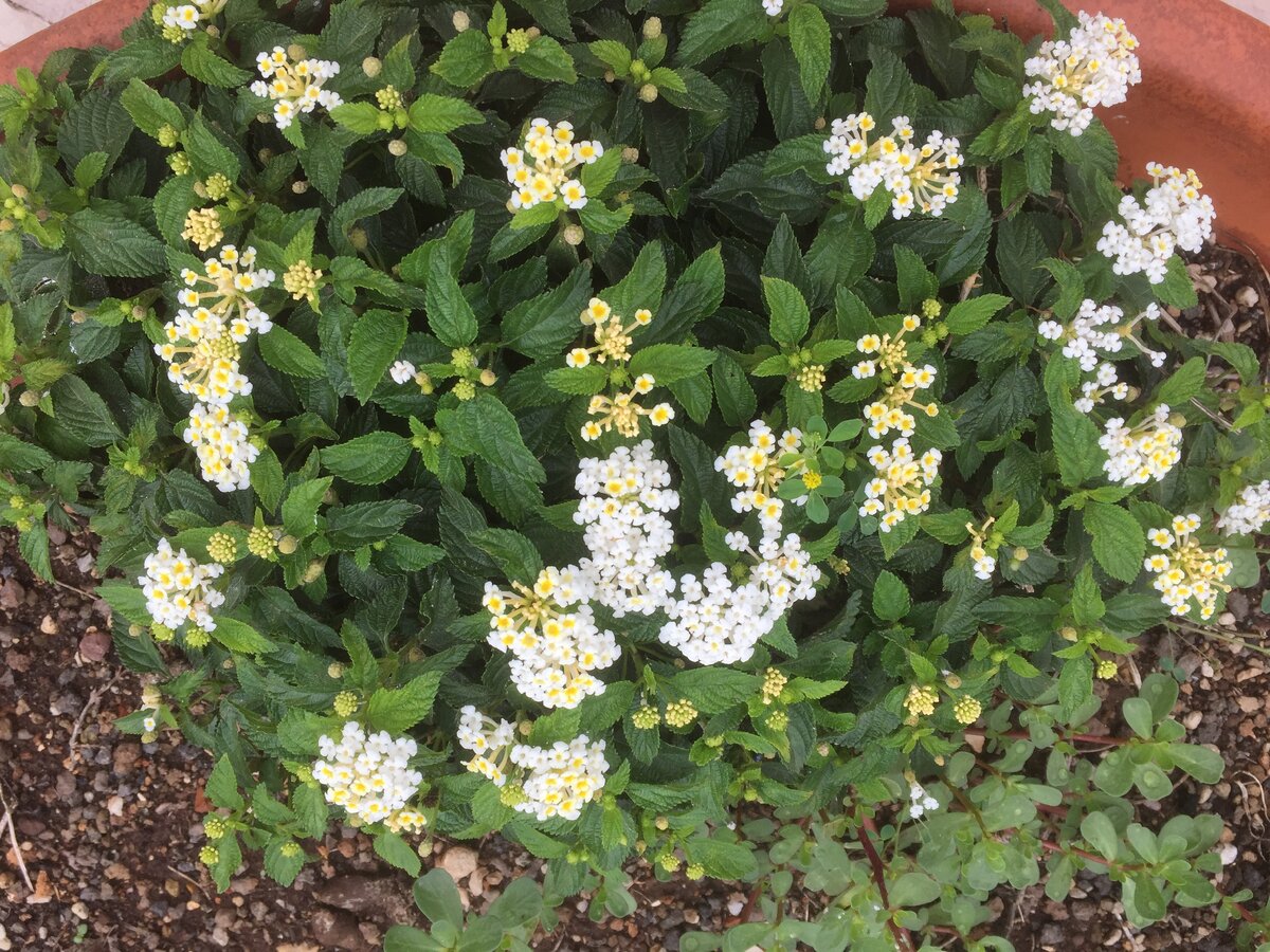 Мне показалось, что цветы на этой клумбе отражают мой месидж. Это уголок в крошечном городке  на юге Италии...