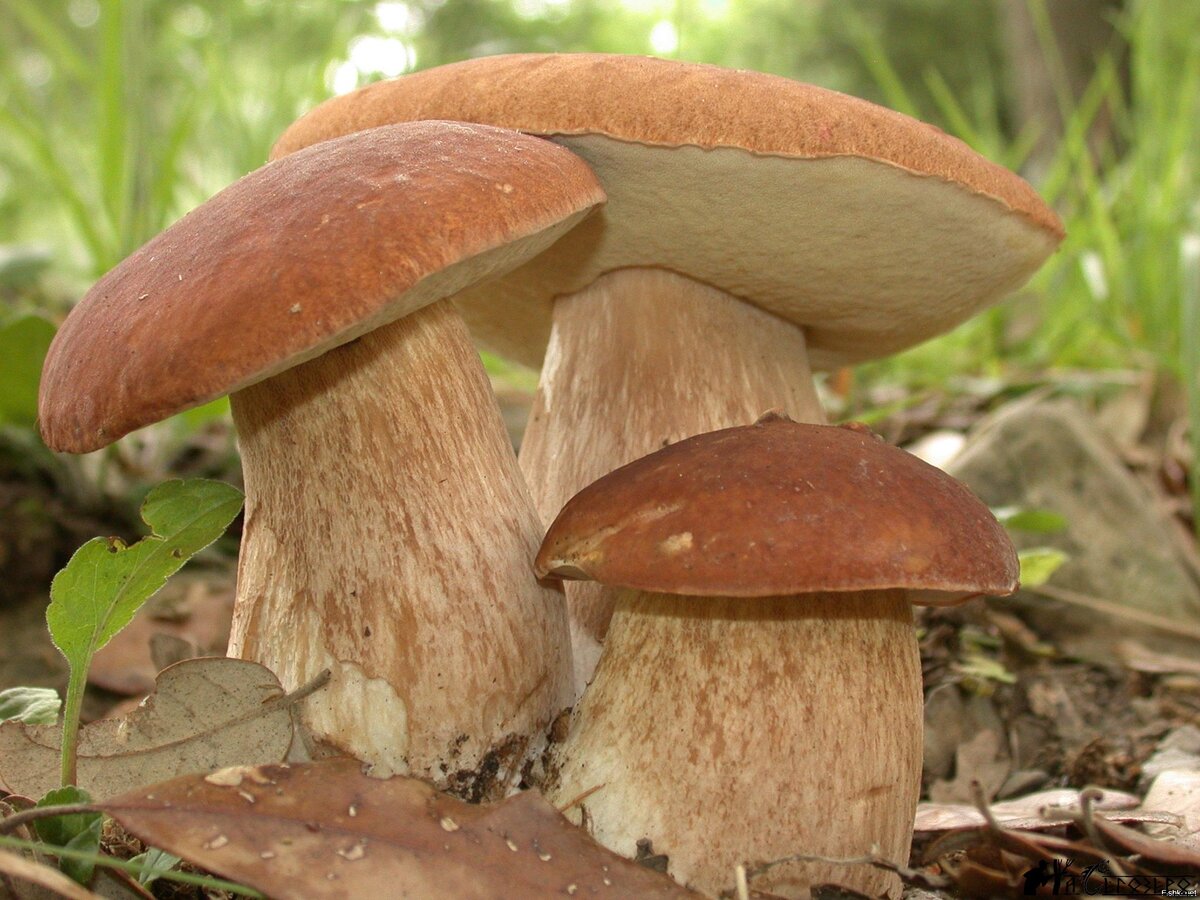 Здравствуйте дорогие читатели моего канала. Сегодня поговорим о заработках на продаже грибов. Все мы знаем что грибы очень вкусный и полезный продукт. Ито что у нас грибы собирают с покон веков.