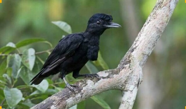 Самка эквадорской зонтичной птицы