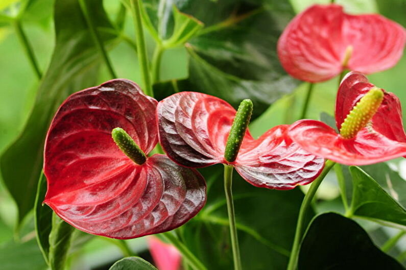 Какие домашние средства я использую для подкормки антуриума | PLANTS ...