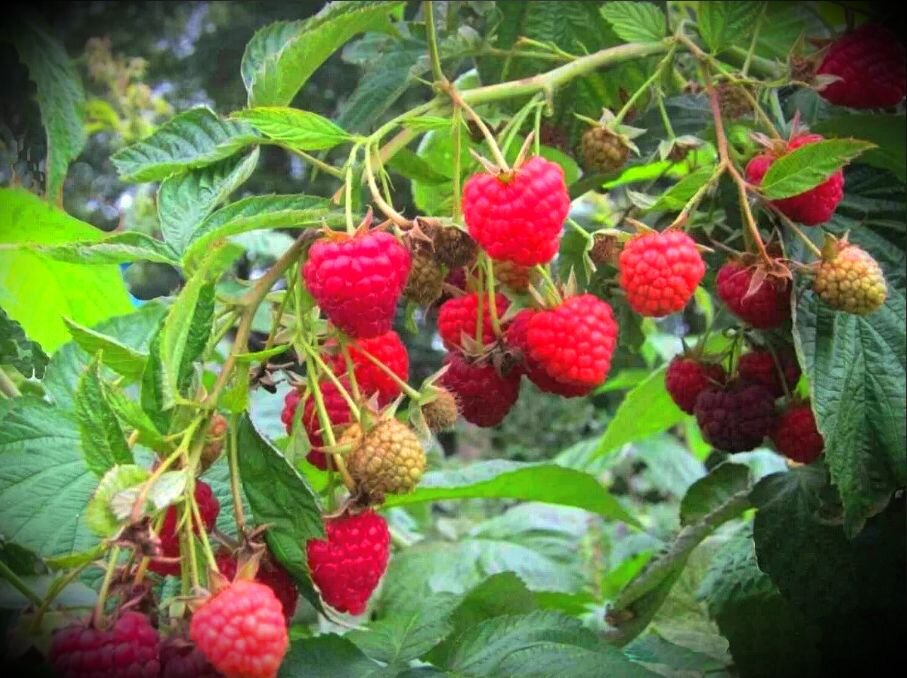 Как ухаживать за малиной?