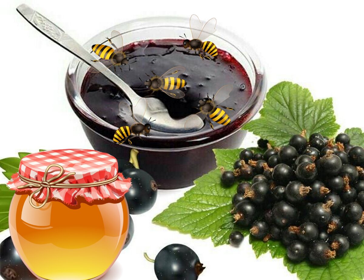 Рецепт заготовки варенья из смородины на меду