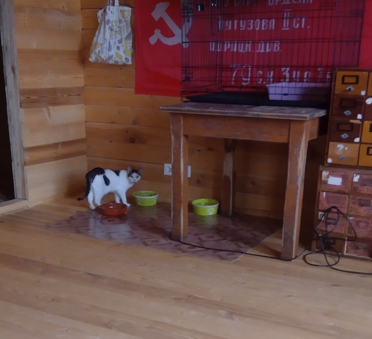 Видео кота максимки из оськиного дома. Оськин дом дзен. Оськин дом тверь. Оськин дом. Оськин дом.