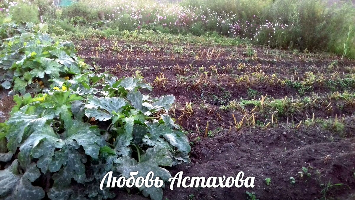 Моё "нужно" , чтобы картофель обрёл толстую кожицу, знает, что за неделю до выкопки  требуется срезать ботву, поэтому просто делает это без истерик и содроганий. 