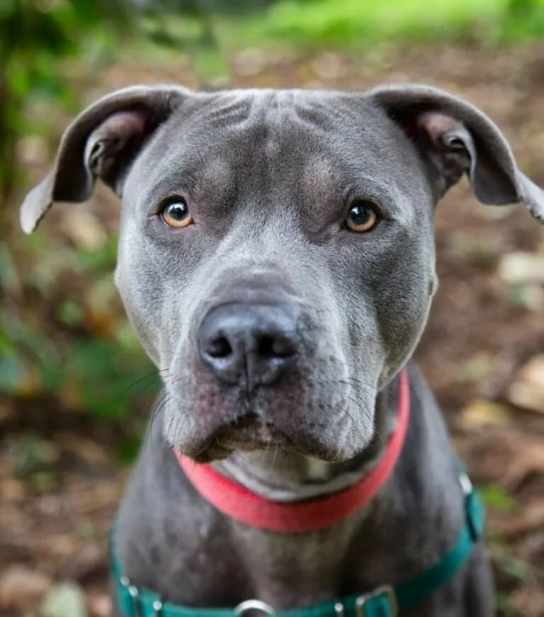 Источник - https://yandex.ru/images