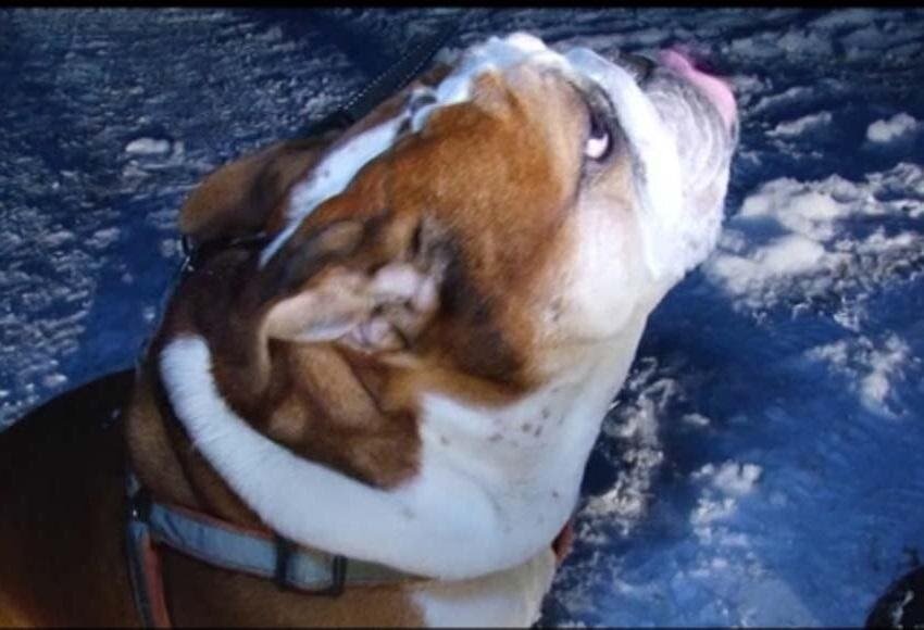 Современный английский бульдог собака полная очарования (фото из открытого источника)