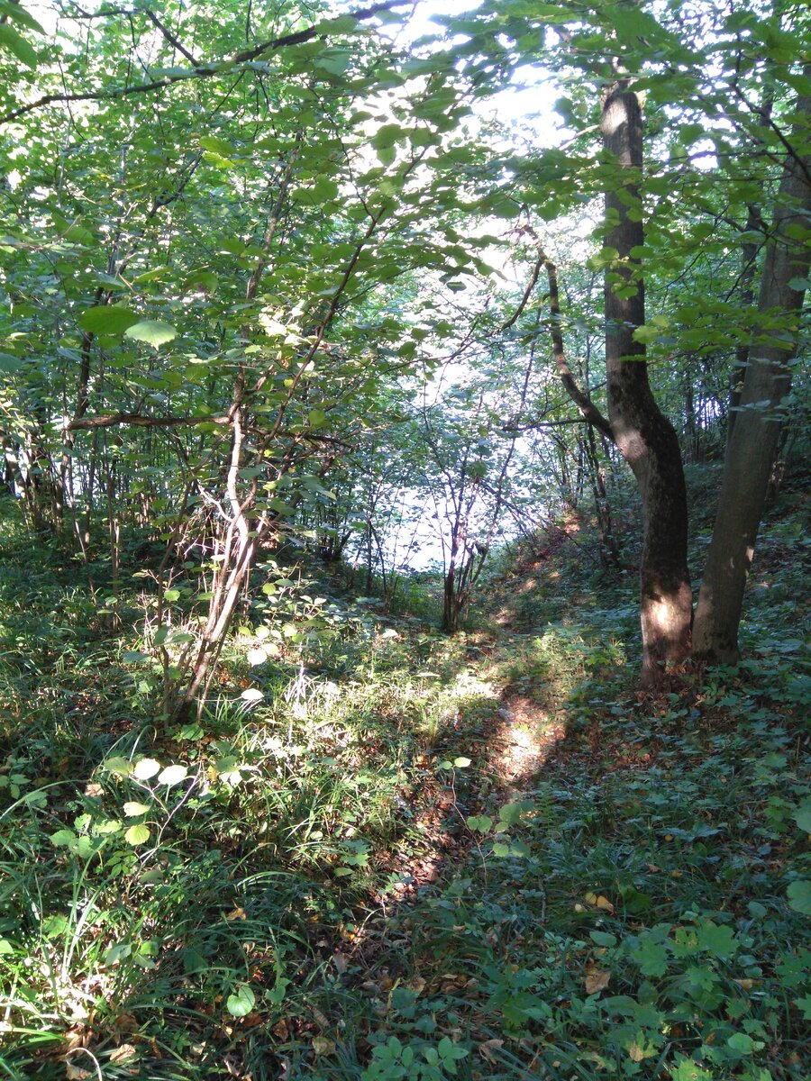 Примерно такими полу-обрывами испещрен берег пруда 