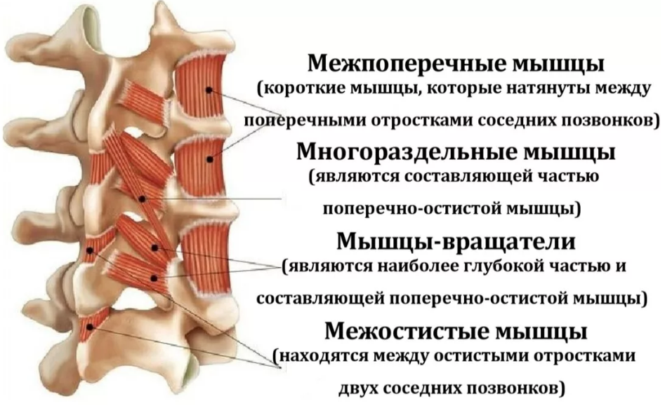 Спазм спины в поясничном отделе. Межпоперечные мышцы позвоночника. Межпоперечные латеральные мышцы поясницы. Передние шейные межпоперечные мышцы. Межпоперечные мышцы прикрепление.