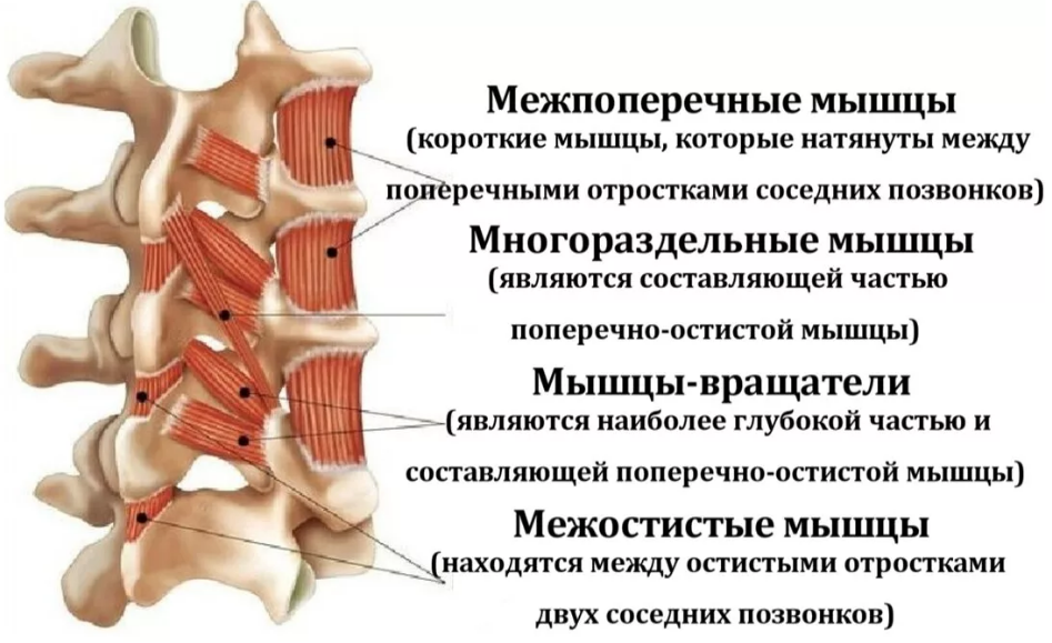 Миозит мышц спины