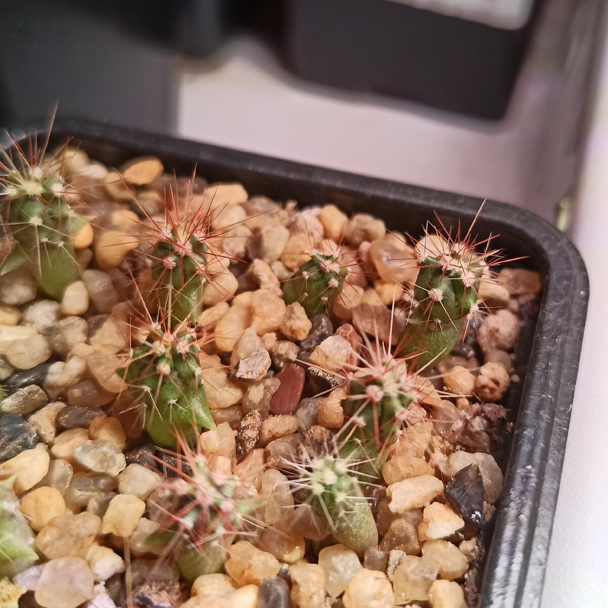 "Забавная смесь" - фото от 11.09.2020