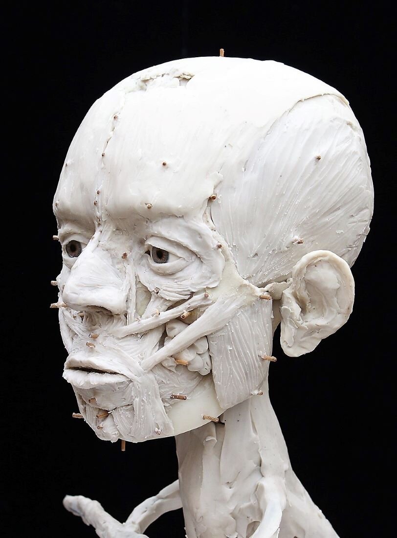 Реконструкция внешности древнего жителя Иерихона, промежуточный этап. Британский музей, Лондон