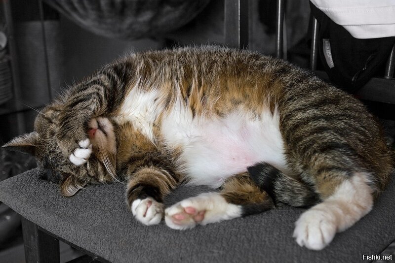 грустное пузико