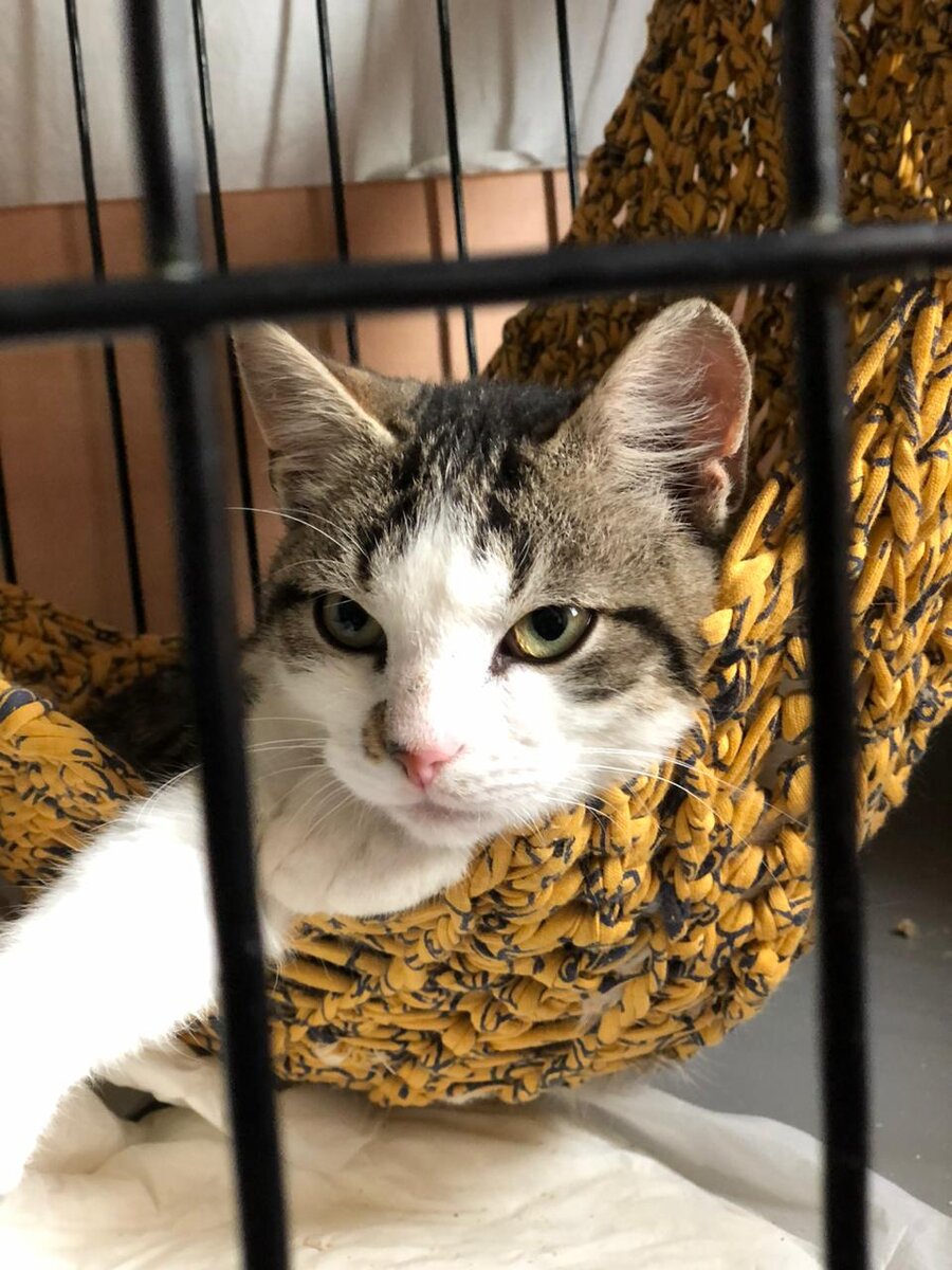 Котенок Гоша (5 месяцев)