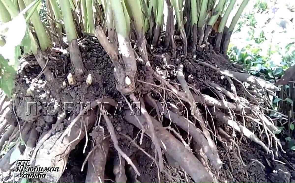 корневая система пиона