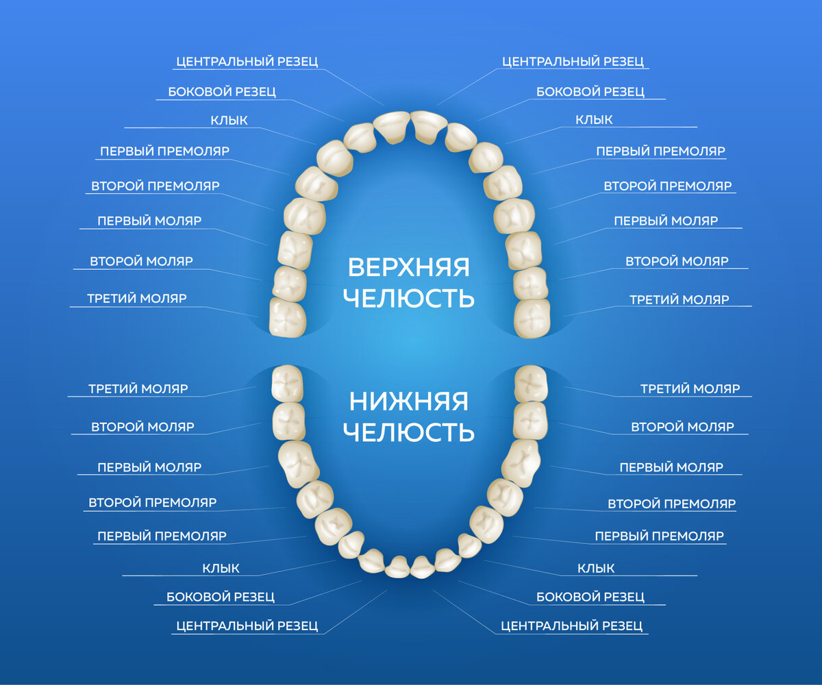 Как называются зубы у человека схема расположения