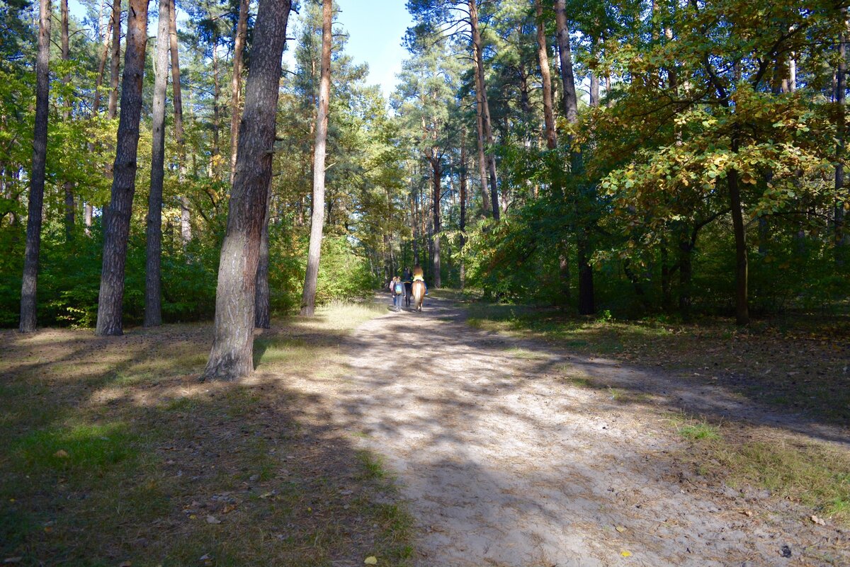 Лошадка зарабатывает себе и хозяйке) Катает