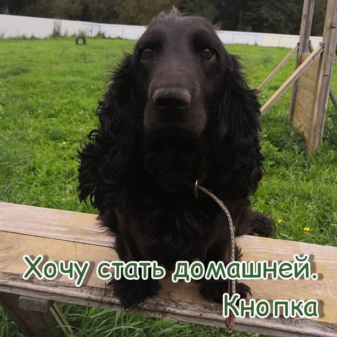 Кнопка 🐾Год рождения-2019
🐾Вес-11 кг.
🐾Рост-маленький ( до колена).
🐾Характер-игривая, общительная, ласковая.
🐾Дружит с сородичами, равнодушна к своим кошкам, уличных гоняет, охраняет миску.
🐾 Здорова, привита, стерилизована.