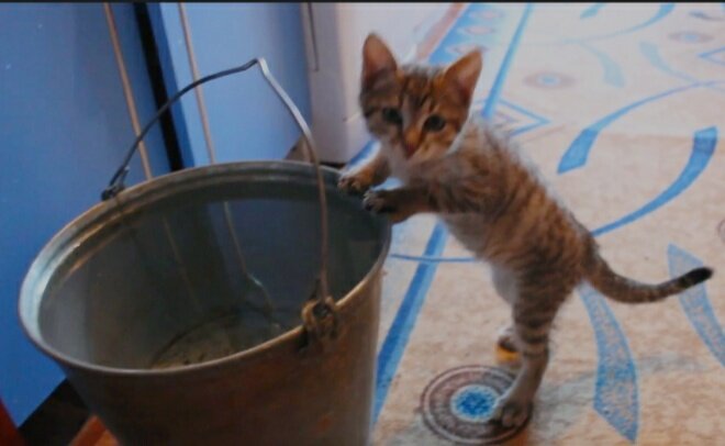 Некоторые котята предпочитают пить из большой тары