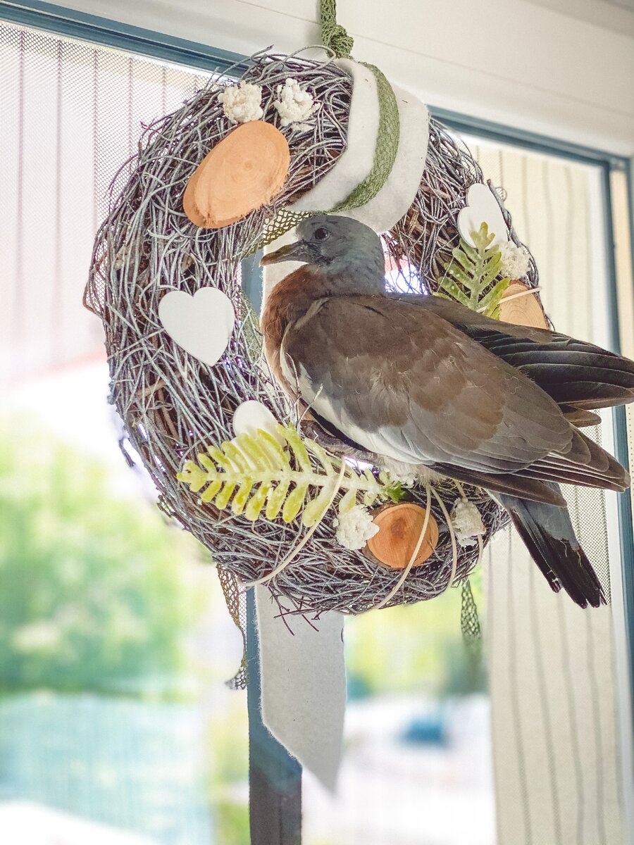 Наш питомец