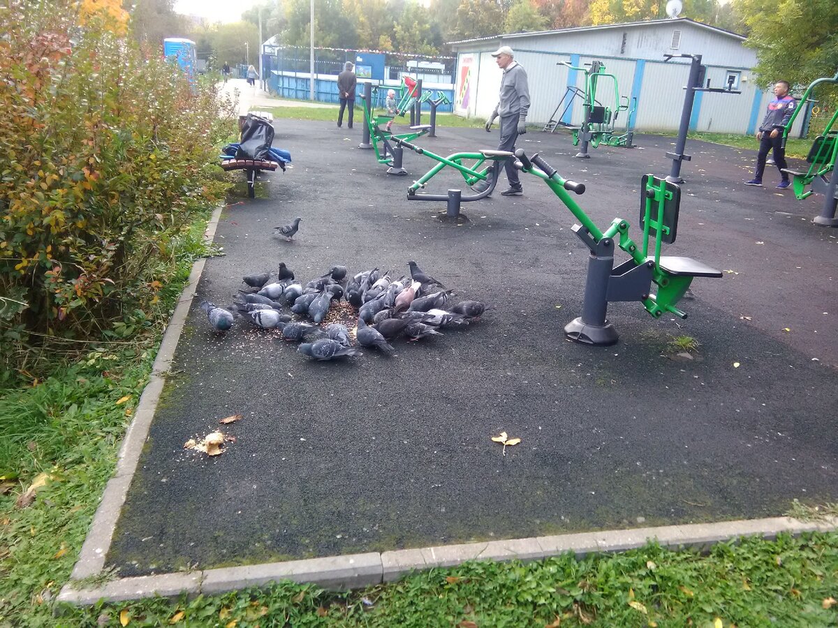 Парк Зюзино. Тренажеры...