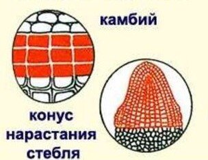 образовательные ткани. слева камбий, справа меристема