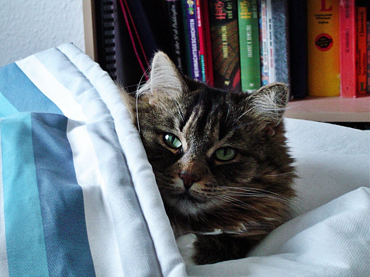 Фото freestockimages