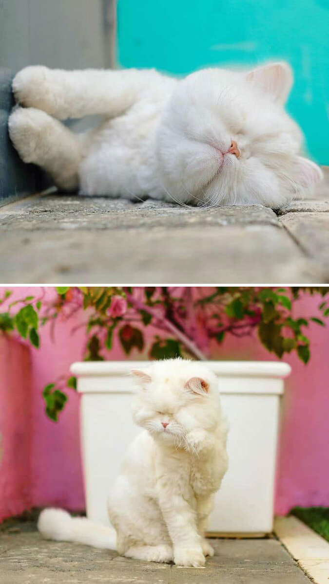 Источник: www.instagram.com/moetblindcat