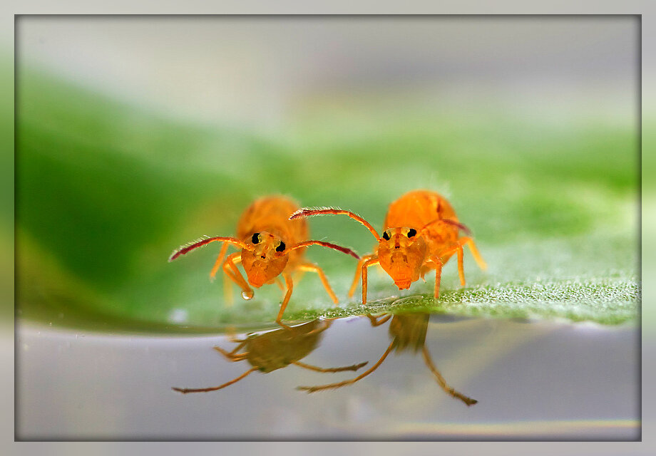 Коллембола из отряда Symphypleona. Источник: Яндекс картинки.