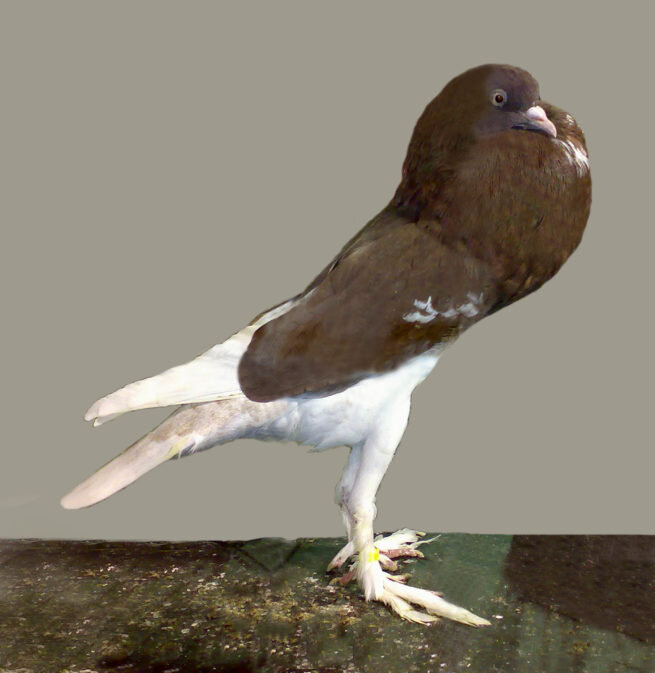 Классификация пород и цвета голубей