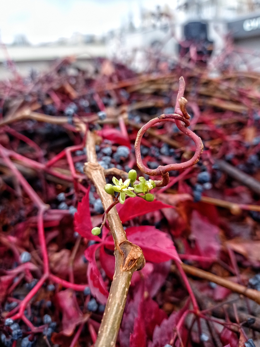 Он еще не знает, что не станет виноградинкой(