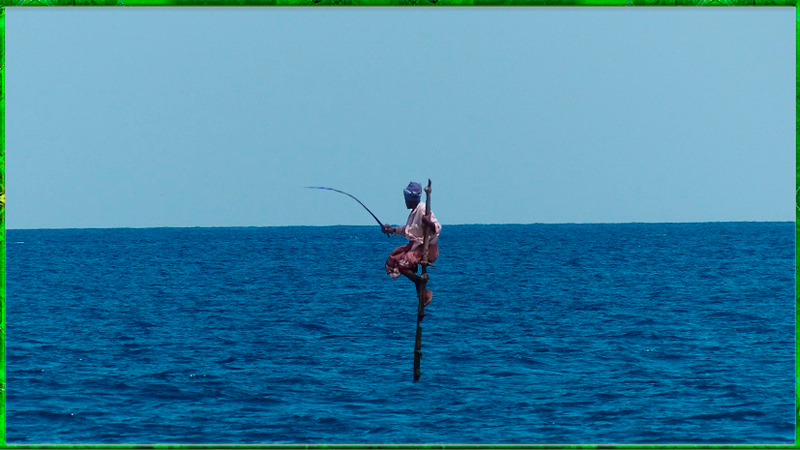 Широкий океан. Здесь рыбы нет!