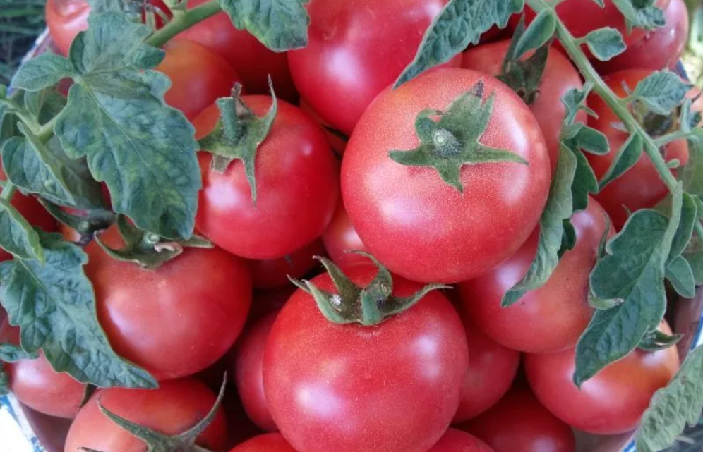 Томаты сорт ляна описание и отзывы. Семена томат ляна. Сорт помидор ляна. Томат сорта малиновая ляна. Томаты сорт ляна описание и отзывы.