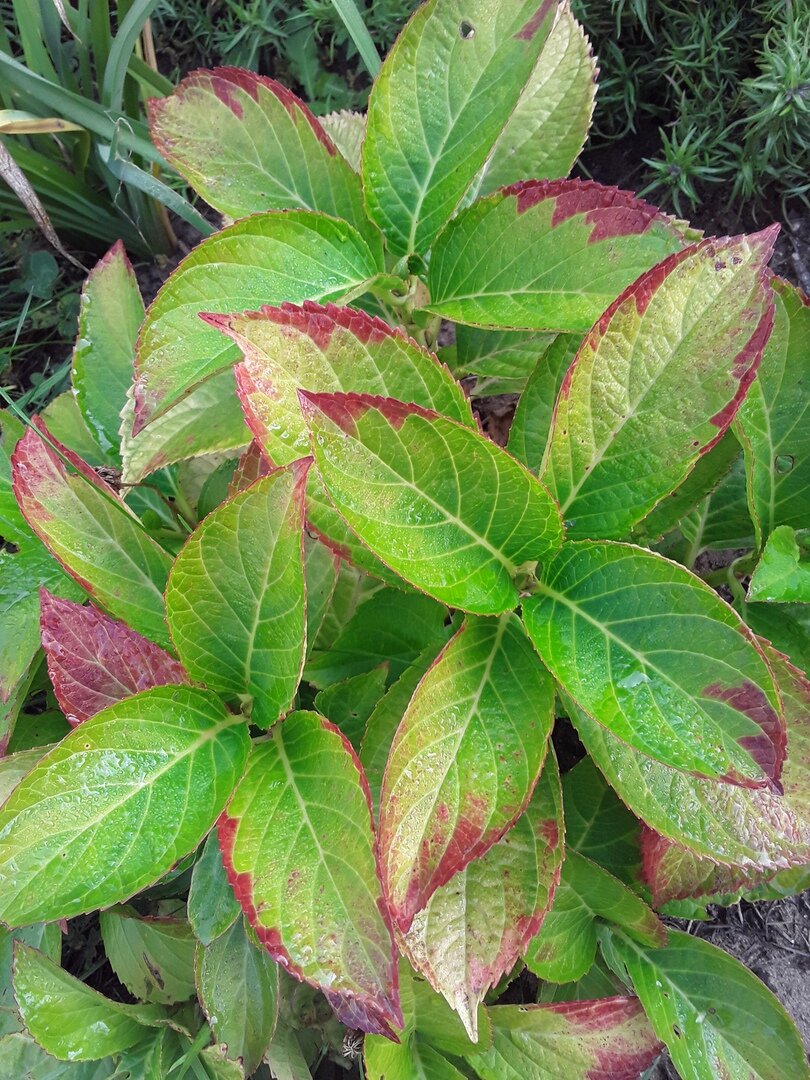 Крупнолистных гортензий неизвестных сортов, купленных в Леруа Мерлен в 2017 году у меня три штуки