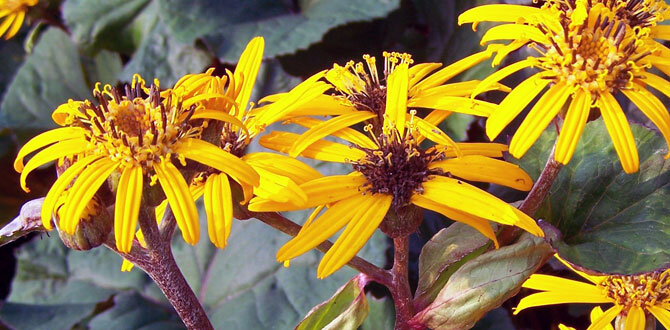 бузульник зубчатый