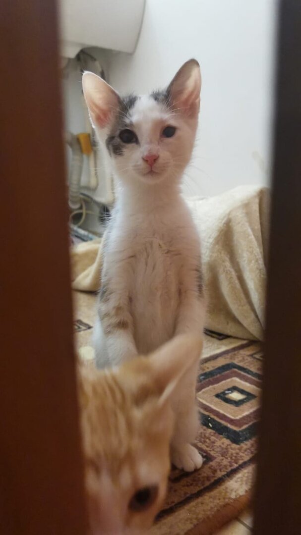 На новом фото Пушинка демонстрирует позу суслика )))